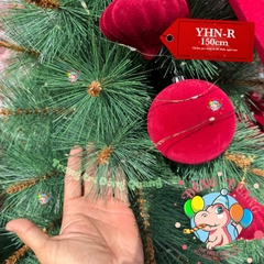 Cây thông cước đầu vàng cherry (cành tự động xoè)