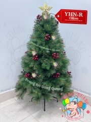 Cây thông cước đầu vàng cherry (cành tự động xoè)