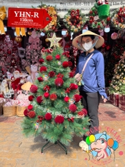 Cây thông cước đầu vàng cherry (cành tự động xoè)