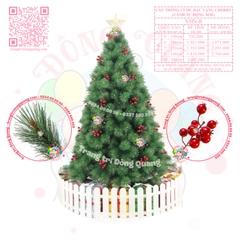 Cây thông cước đầu vàng cherry (cành tự động xoè)