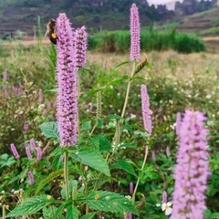 Mật ong hoa bạc hà Hà Giang