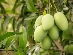Xoài tứ quý Bến Tre