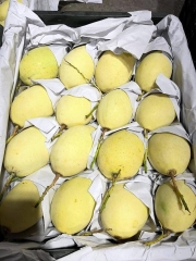 Combo 3kg xoài cát chu