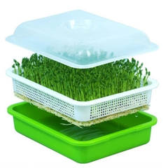 Khay trồng rau mầm - co năp - RAUMAM01
