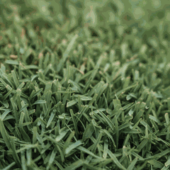 Hạt giống cỏ Sun Queen Elite Seeded Bermudagrass