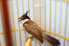 Bí quyết giúp chim chào mào thay lông nhanh và đẹp bạn cần biết