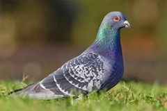 Hướng dẫn cách lựa chọn thức ăn nuôi chim bồ câu