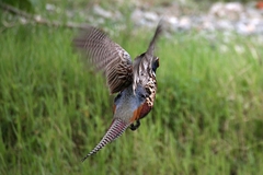 Cách chọn thức ăn cho chim trĩ để chim khỏe mạnh