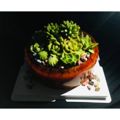 Bộ khuôn silicon Xương Rồng Sen Đá (11 khuôn lớn) làm bánh rau câu 3D 4D nhấn xôi, fondant, socola, nến hanmade