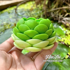 Khuôn silicon Sen Đá Ngàn Cánh A36 8cm làm bánh rau câu 3D 4D nhấn xôi, fondant, socola, nến hanmade