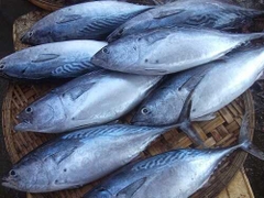 CÁ NGỪ VÂY TƯƠI