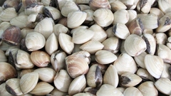 Ngao trắng