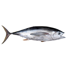 CÁ NGỪ NGUYÊN CON