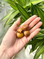 Aztec Organics Hạt Dẻ Hữu Cơ 100g