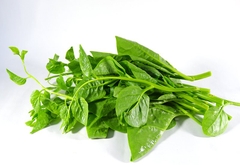 Mồng tơi
