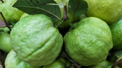 Ổi nữ hoàng