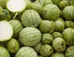 Dưa hồng non
