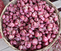 Hành tím