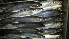 Cá nục cấp đông