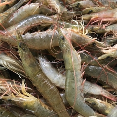 Tôm đất thiên nhiên (500 gr)