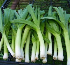 Hành baro