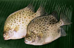 Cá nâu (Loại nhỏ < 0.5 kg)