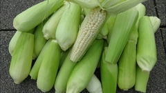 Bắp nếp