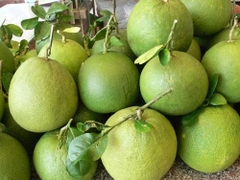 Bưởi da xanh