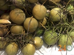 Dừa