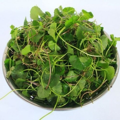 Rau má vườn