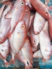 Cá sơn thóc - Phan Rang