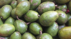 Cóc cầy