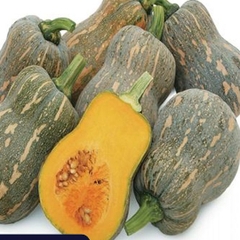 Bí đỏ hồ lô
