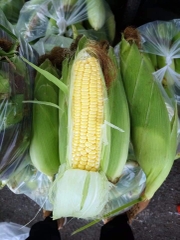 Bắp Mỹ
