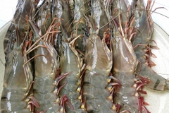 Tôm tươi