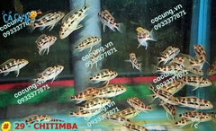 CHITIMBA