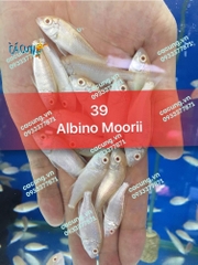 ALBINO MOORII (HEO TRẮNG)