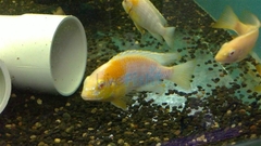 RED CHEEK ALBINO