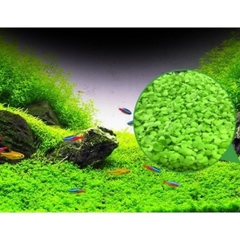 Hạt giống thủy sinh Cỏ tình yêu (Hàng Công Ty)