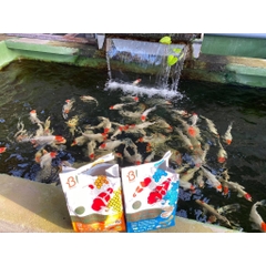 THỨC ĂN CÁ KOI GROWTH VÀ MUSCLE FORMULA BOOST SAKURA 6,5kg - Protein Hàu (gói trắng xanh biển)