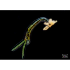 Thuốc PARACIDE CZ18 - Trị Ký Sinh Trùng Cho Cá