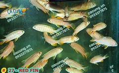 Red Fin