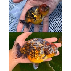 Men vi sinh tổng hợp cao cấp - BIO MIX PLUS 3in1