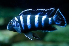 DEMASONI