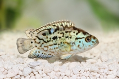 ELECTRIC BLUE JACK DEMPSEY (ĐIỆN QUANG)