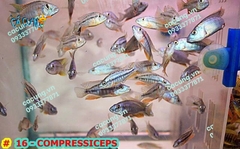 Compressiceps (MẶT NGỰA)