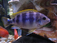 CHITIMBA