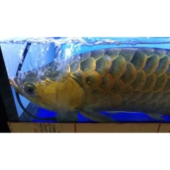 Aqua H - Thuốc Chống Shock và Cấp Cứu cho Cá Rồng