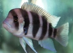 BURUDIN FRONTOSA (ĐẦU BÒ)