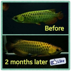 CZ13 - AQUA PLUS (VITAMIN CHO RỒNG, HỔ, SAM)